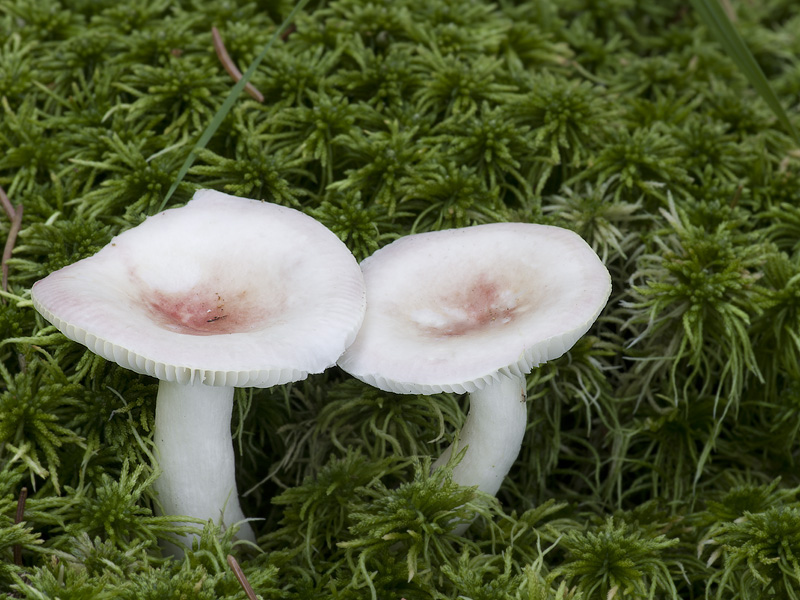 Russula betularum